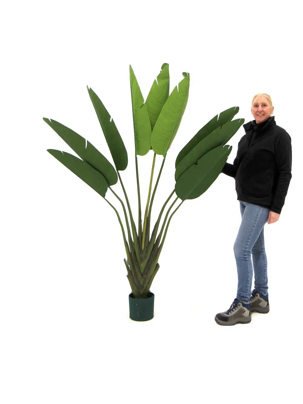 SN9141_Tropical Peacock Palm Tree - 180cm_event_prop_hire_EPH_Creative_178_optimised