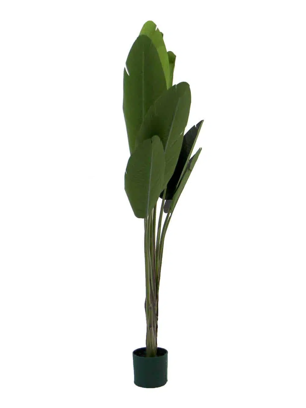 SN9141_Tropical Peacock Palm Tree - 180cm_event_prop_hire_EPH_Creative_184_optimised