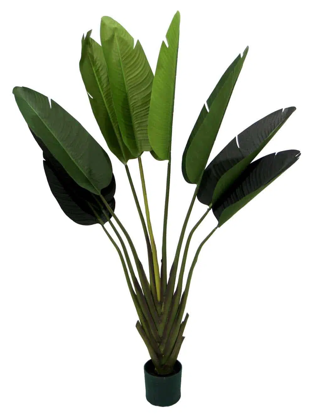 SN9141_Tropical Peacock Palm Tree - 180cm_event_prop_hire_EPH_Creative_188_optimised