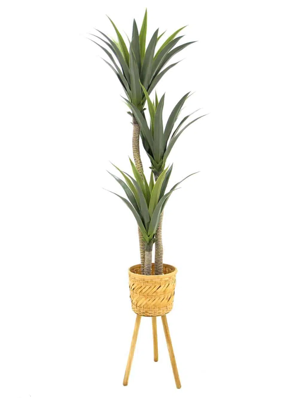 SN9419_Planter - Bamboo (Medium)_with Dressing_event_prop_hire_EPH_Creative_ (1)_optimised