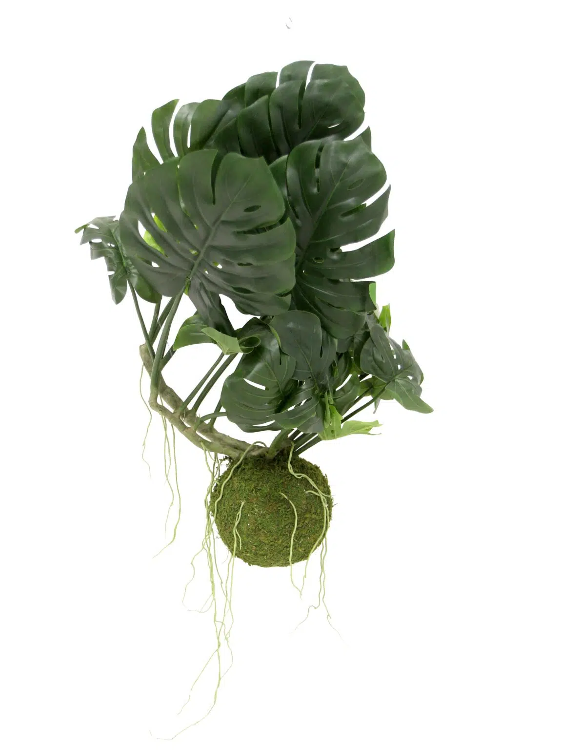 SN9777_Medium Hanging Tropical Monstera Plant & Moss Ball _event_prop_hire_EPH_Creative_7