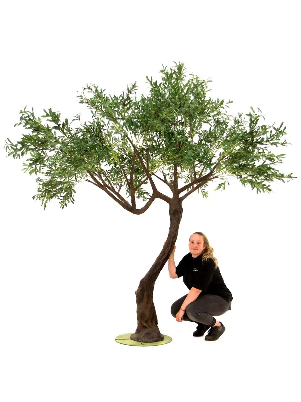 SN10142_Olive Twisted Trunk Tree_event_prop_hire_EPH_creative_512_optimised