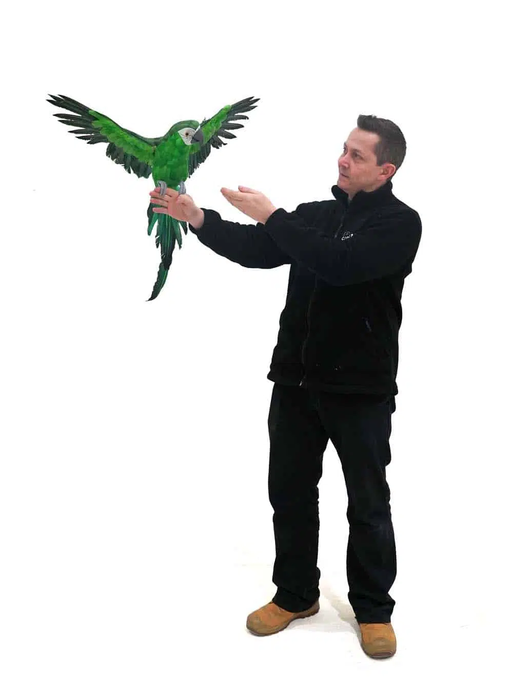 SN9400 _Flying Parrot - Green - Large_event_prop_hire_EPH_Creative_538 copy _optimised