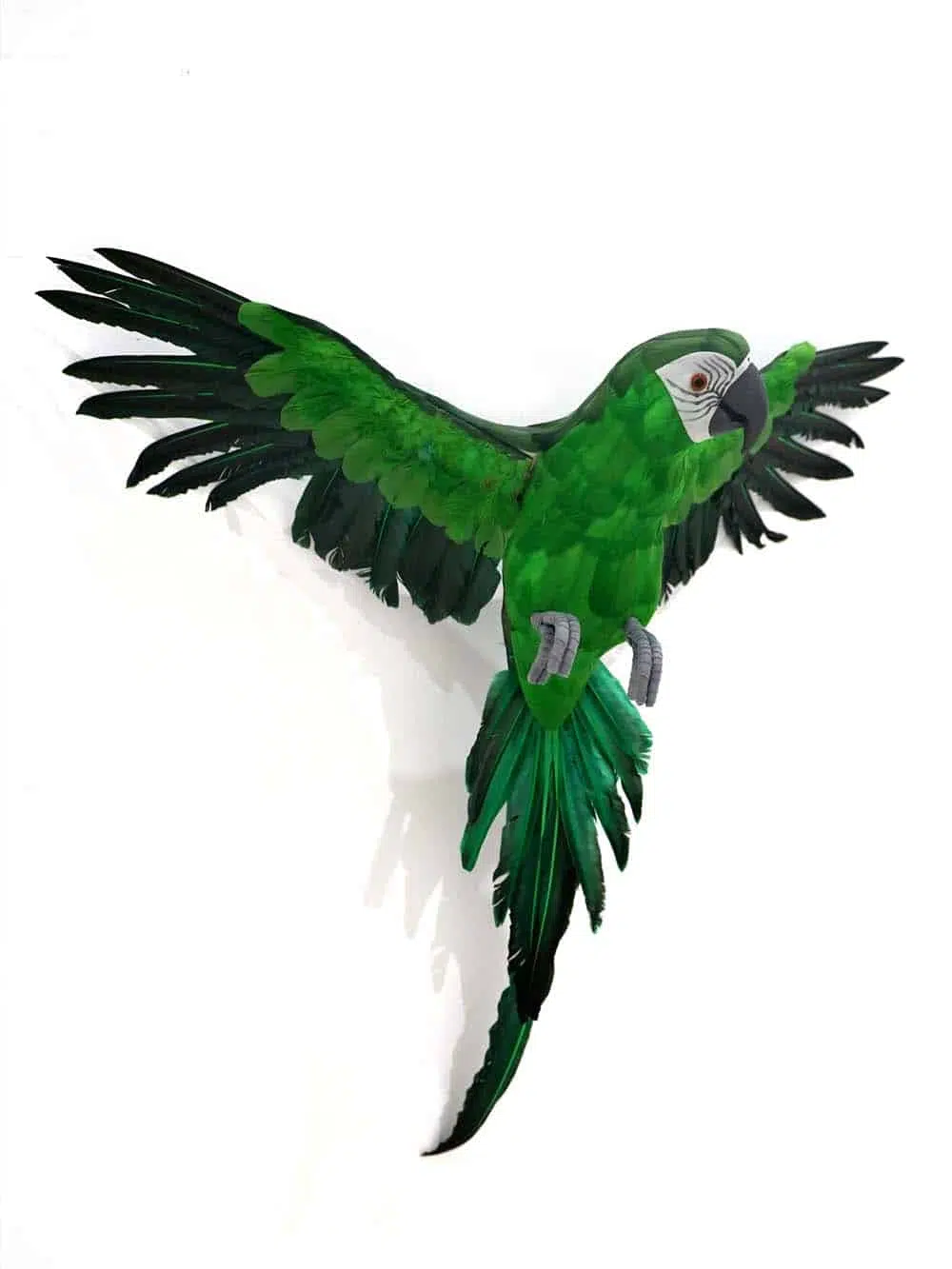 SN9400 _Flying Parrot - Green - Large_event_prop_hire_EPH_Creative_547 copy _optimised