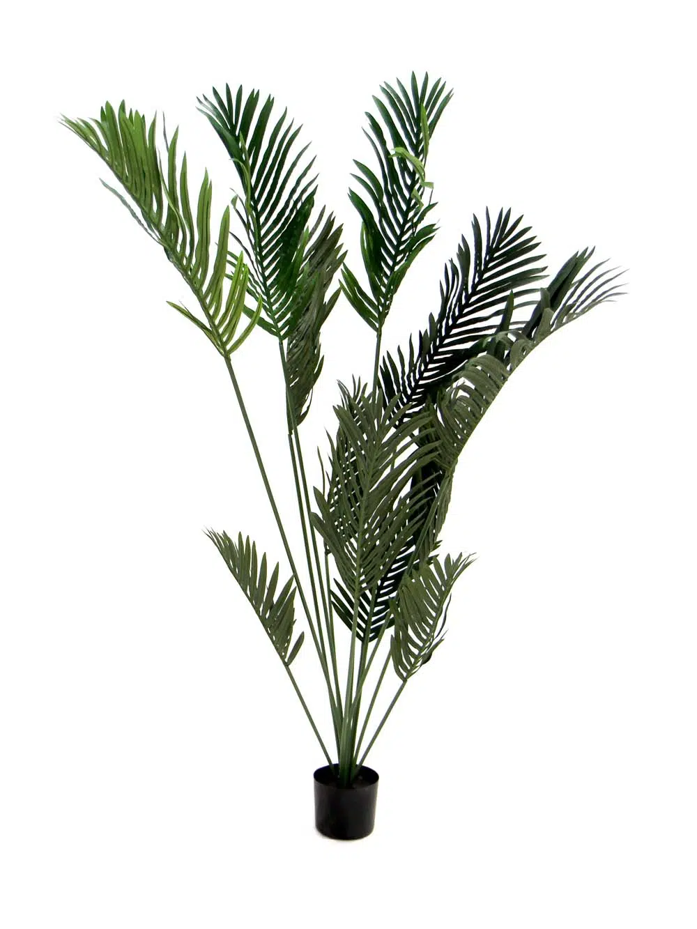SN10790_Paradise Palm Plant_event_prop_hire_EPH_Creative_2_optimised