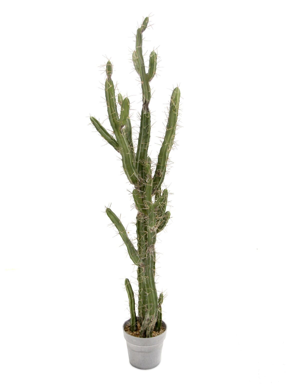 SN11467 _Cactus - 1.4m_event_prop_hire_EPH_Creative_1_optimised
