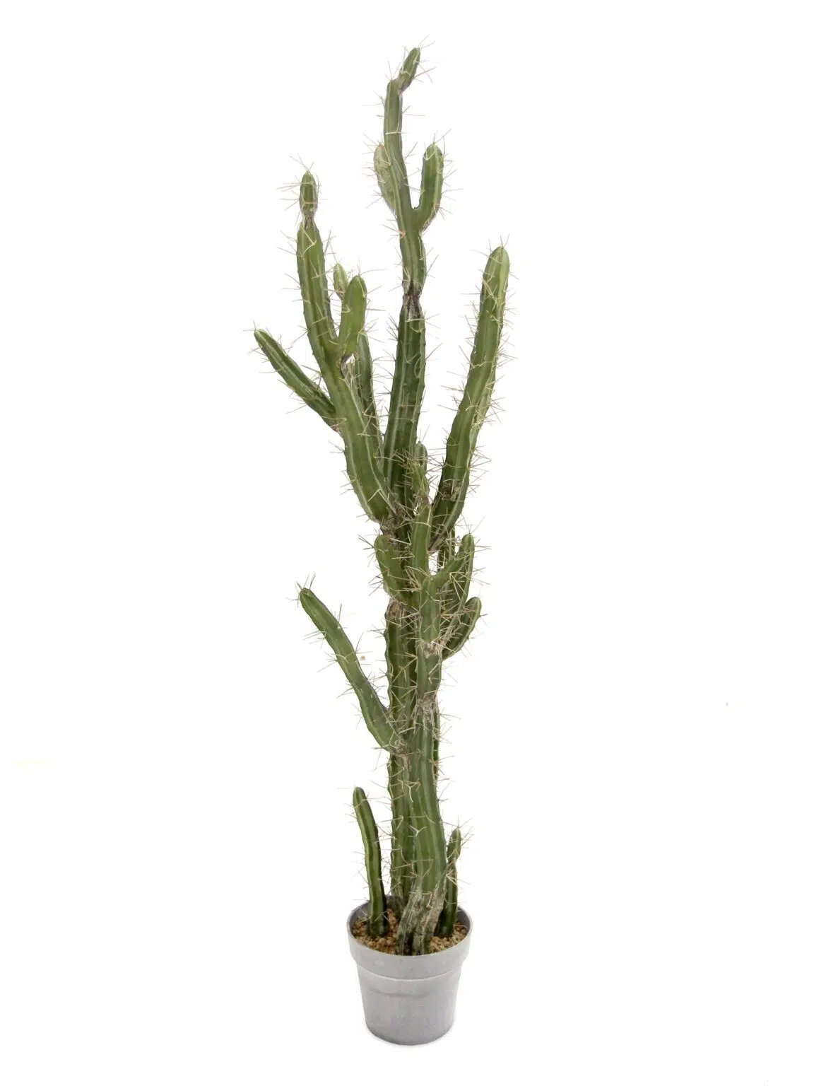 SN11467 _Cactus - 1.4m_event_prop_hire_EPH_Creative_1_optimised