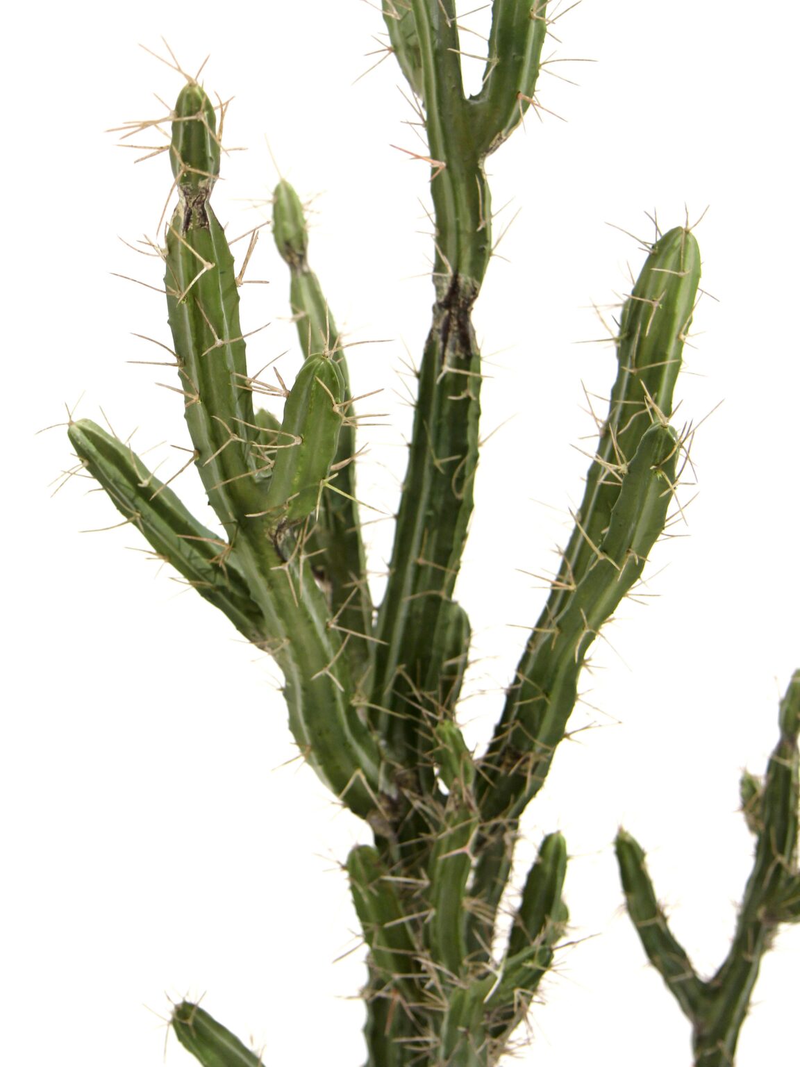 SN11467 _Cactus - 1.4m_event_prop_hire_EPH_Creative_8_optimised