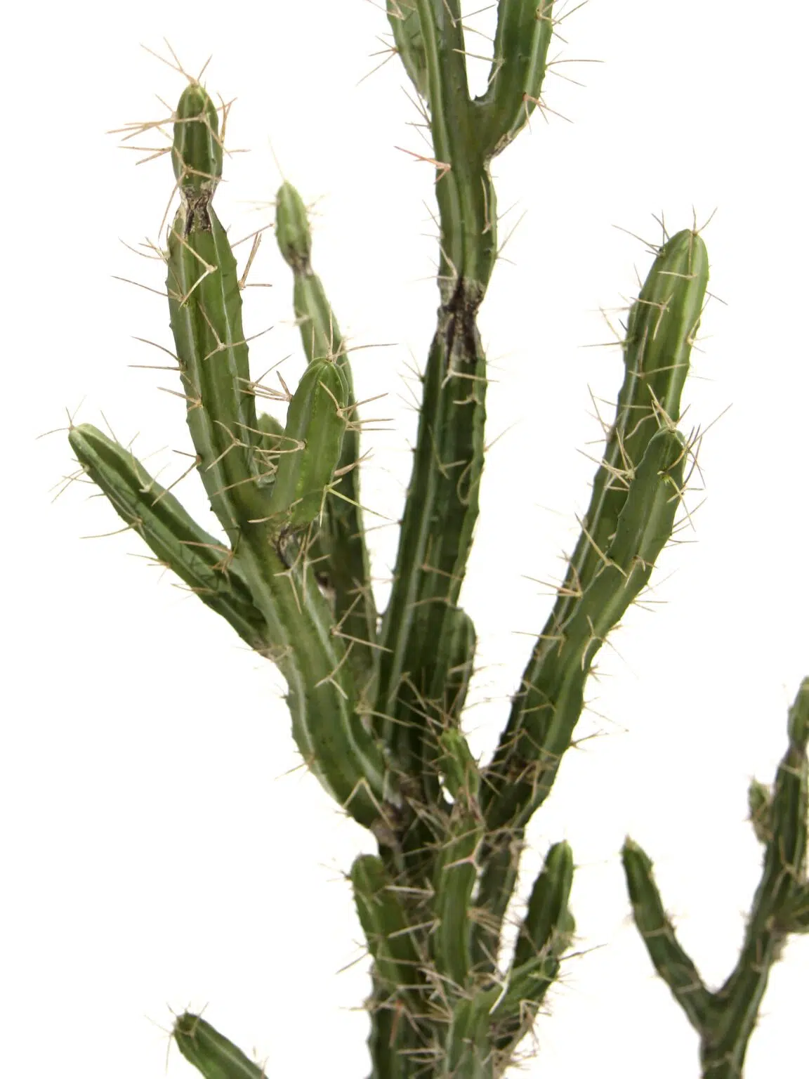 SN11467 _Cactus - 1.4m_event_prop_hire_EPH_Creative_8_optimised