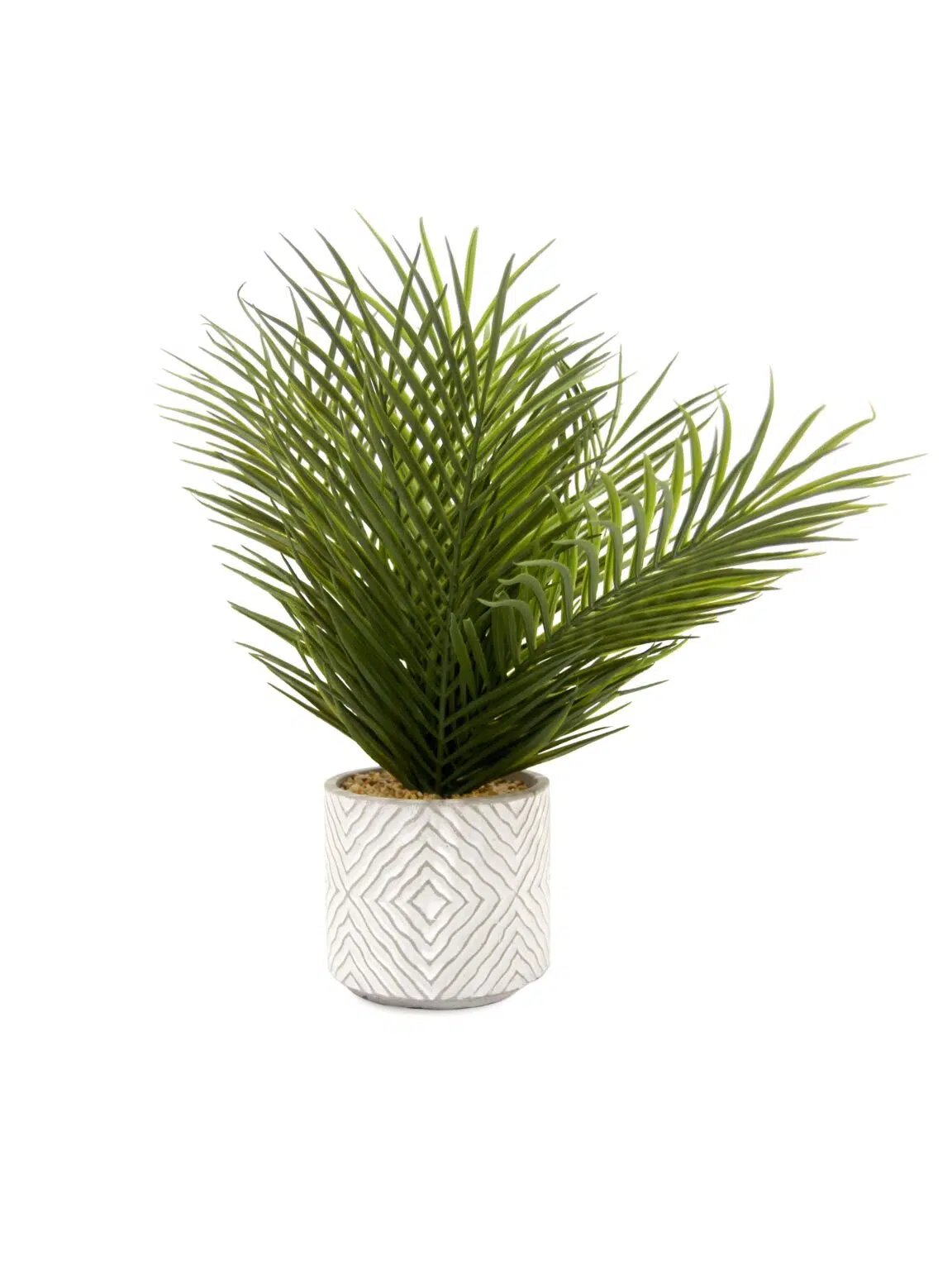 SN11471 _Fern in Pot_event_prop_hire_EPH_Creative_5_optimised