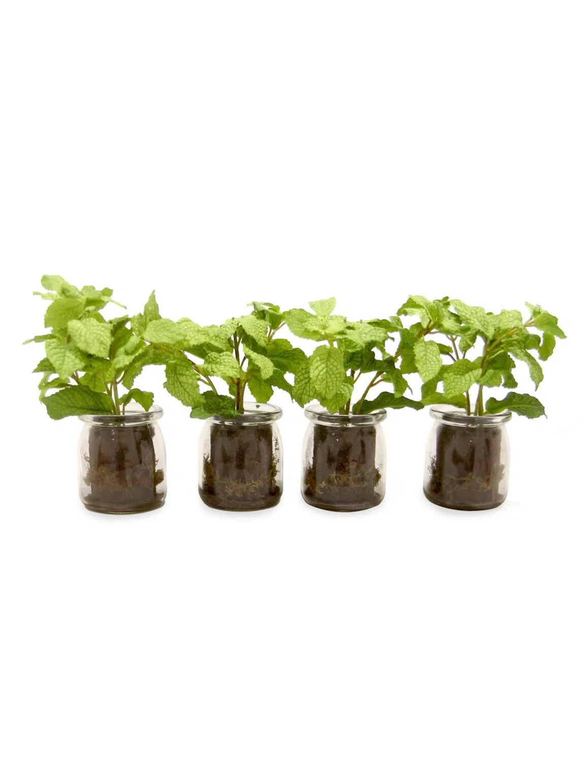 SN11477 _Mint in Glass Vase_event_prop_hire_EPH_Creative_8_optimised