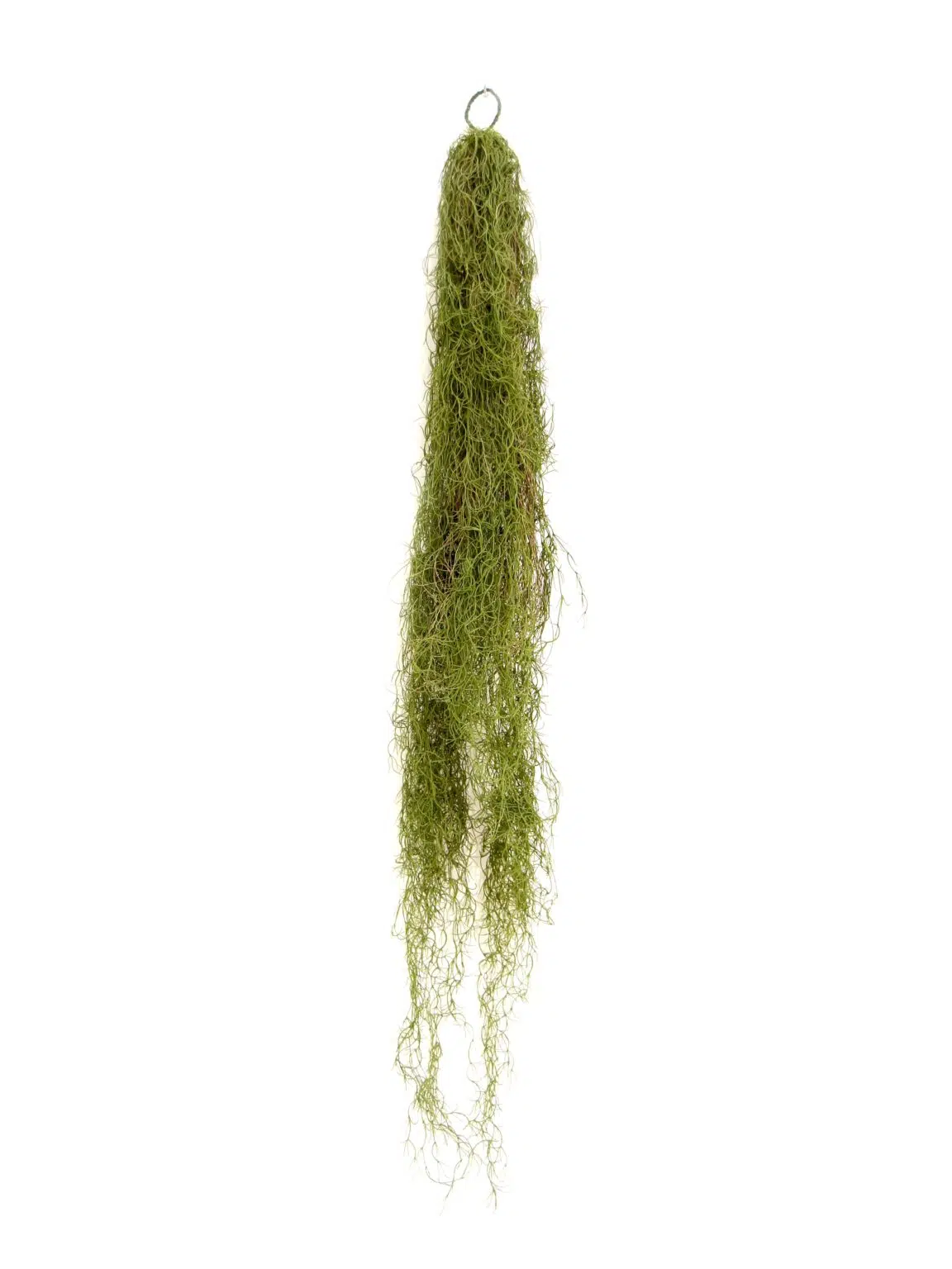 SN11616 _Airplant Tail - Green_Brown - 152cm - Set of 4_event_prop_hire_EPH_Creative_6_optimised