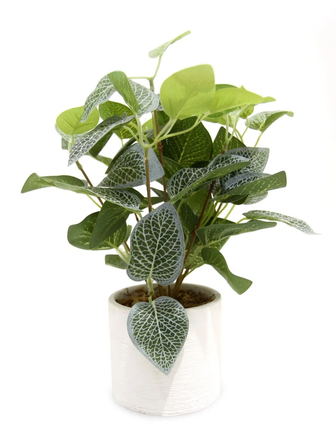 SN11623_Silver Variegated Plant in White Pot - Set of 4_event_prop_hire_EPH_Creative_4_optimised
