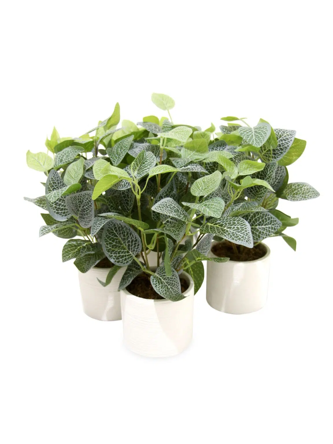 SN11623_Silver Variegated Plant in White Pot - Set of 4_event_prop_hire_EPH_Creative_8_optimised