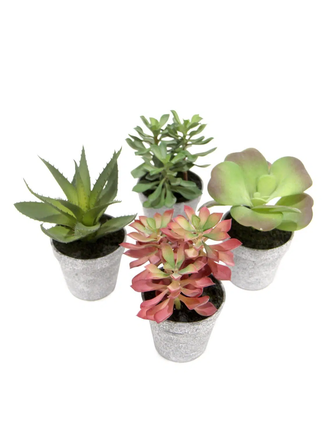SN11625 _Succulent 20cm - Set of 4 (Style and Size May Vary)_event_prop_hire_EPH_Creative_1_optimised