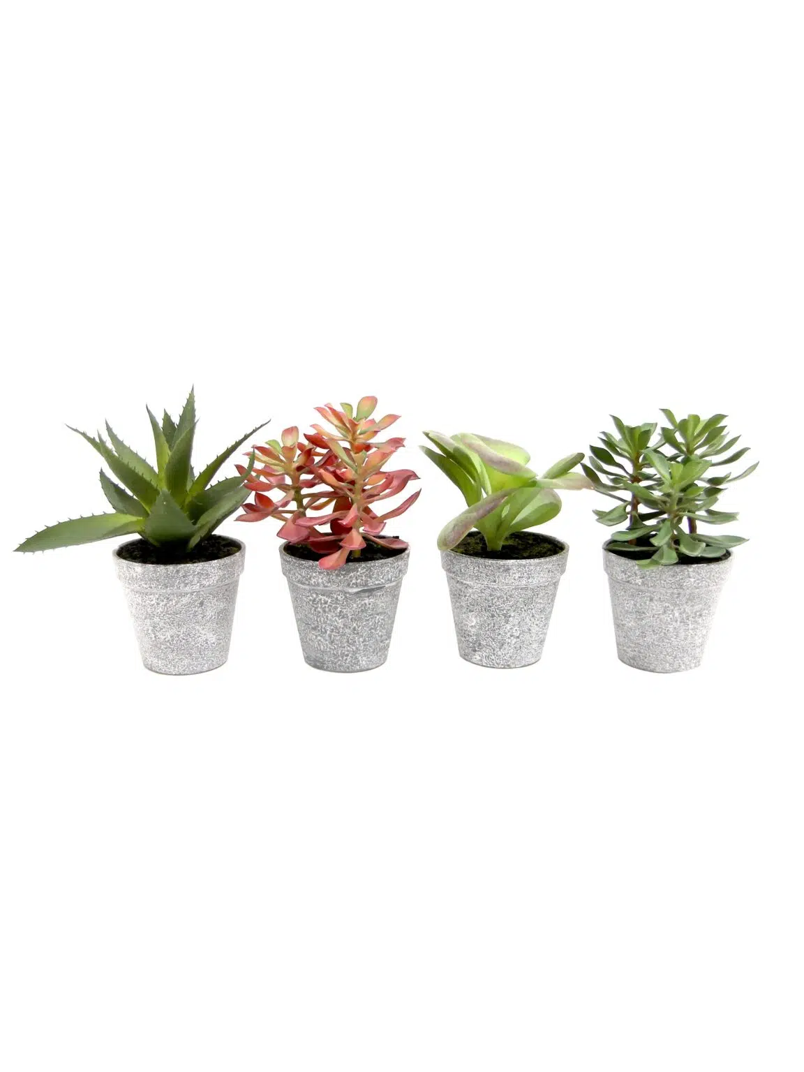 SN11625 _Succulent 20cm - Set of 4 (Style and Size May Vary)_event_prop_hire_EPH_Creative_3_optimised