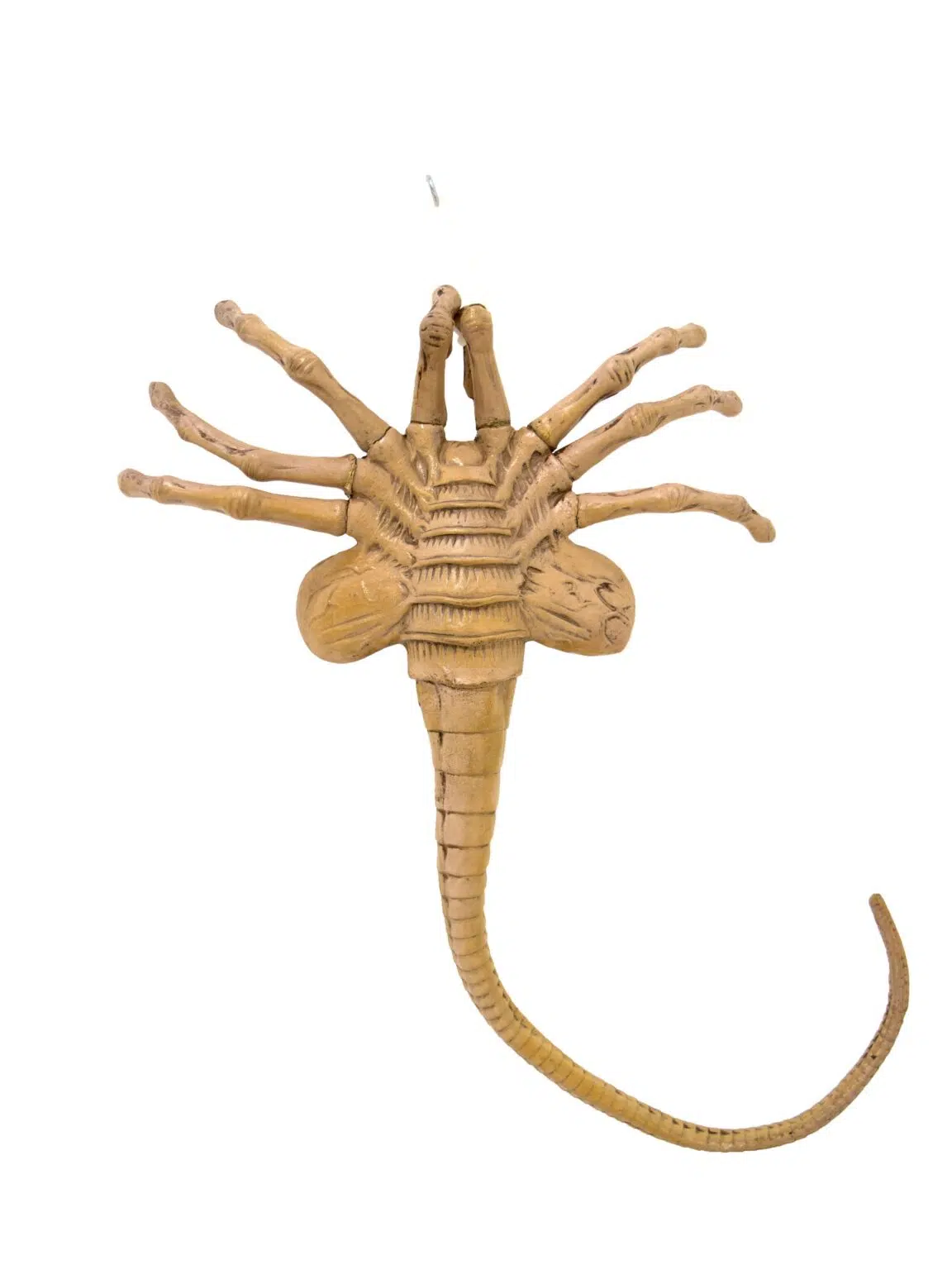 SN11885_Facehugger Alien__07316_optimised