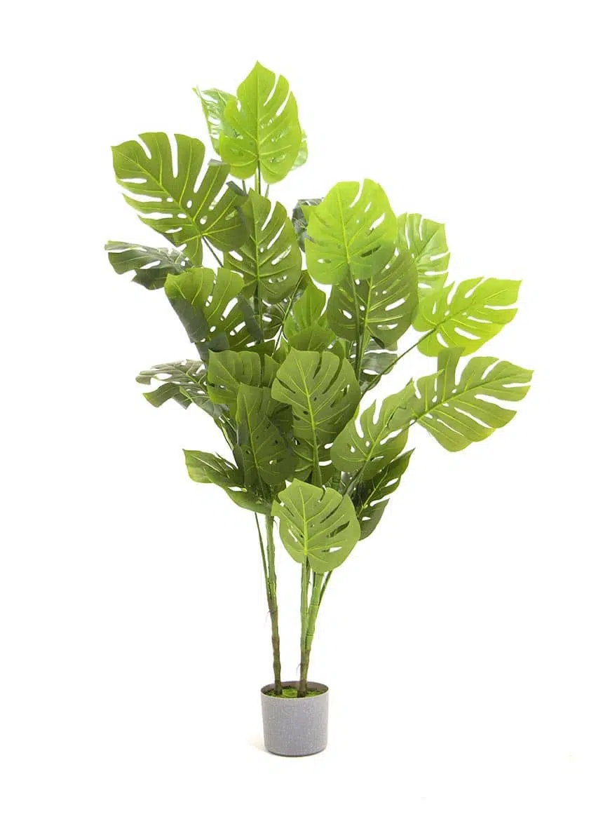 SN11899_Monstera Tree - 150cm__07833
