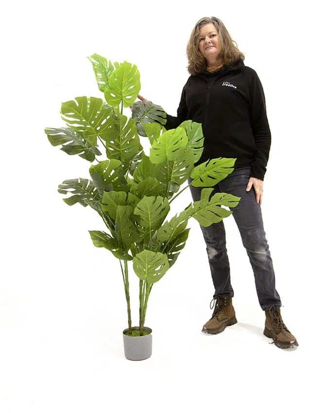 SN11899_Monstera Tree - 150cm__07837