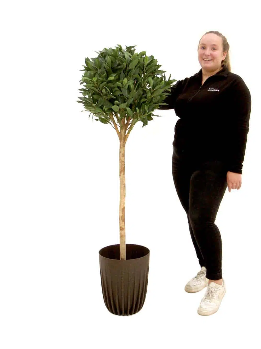 SN12056 _Sweet Bay Ball Tree - Medium_event_prop_hire_EPH_Creative_041