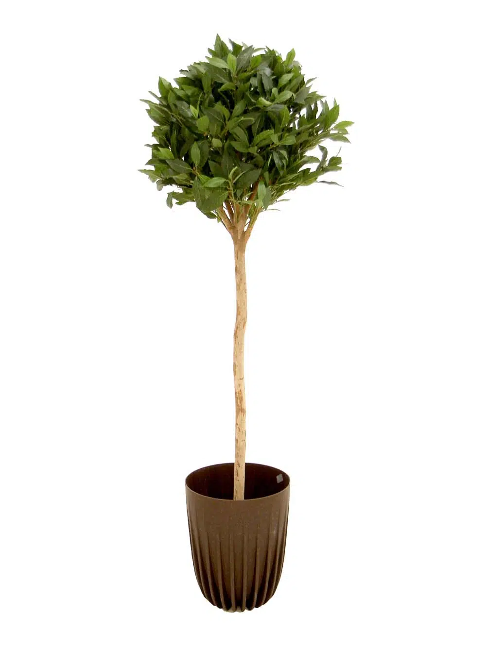 SN12056 _Sweet Bay Ball Tree - Medium_event_prop_hire_EPH_Creative_045