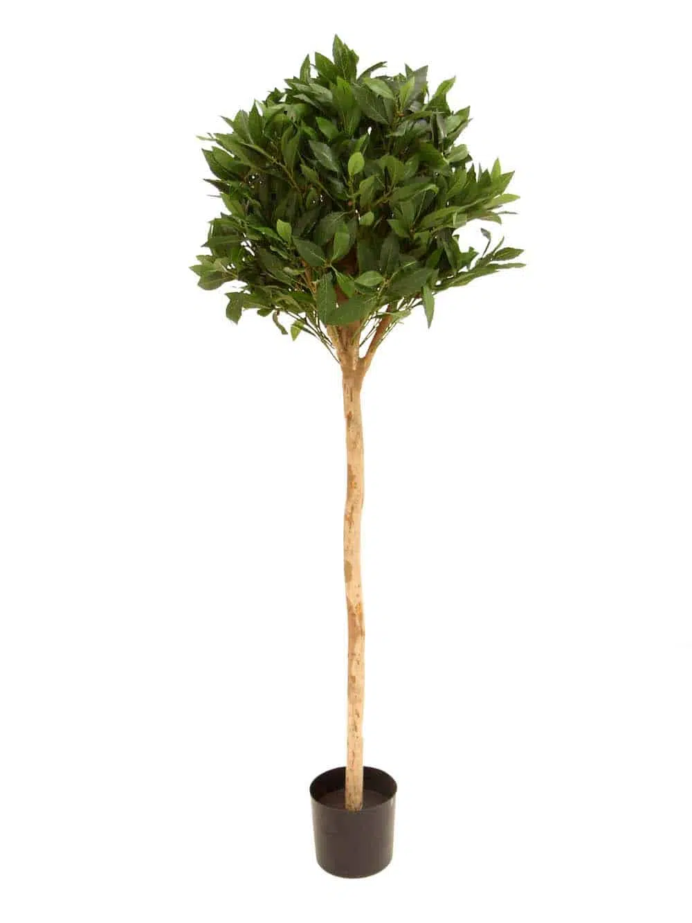 SN12056 _Sweet Bay Ball Tree - Medium_event_prop_hire_EPH_Creative_046