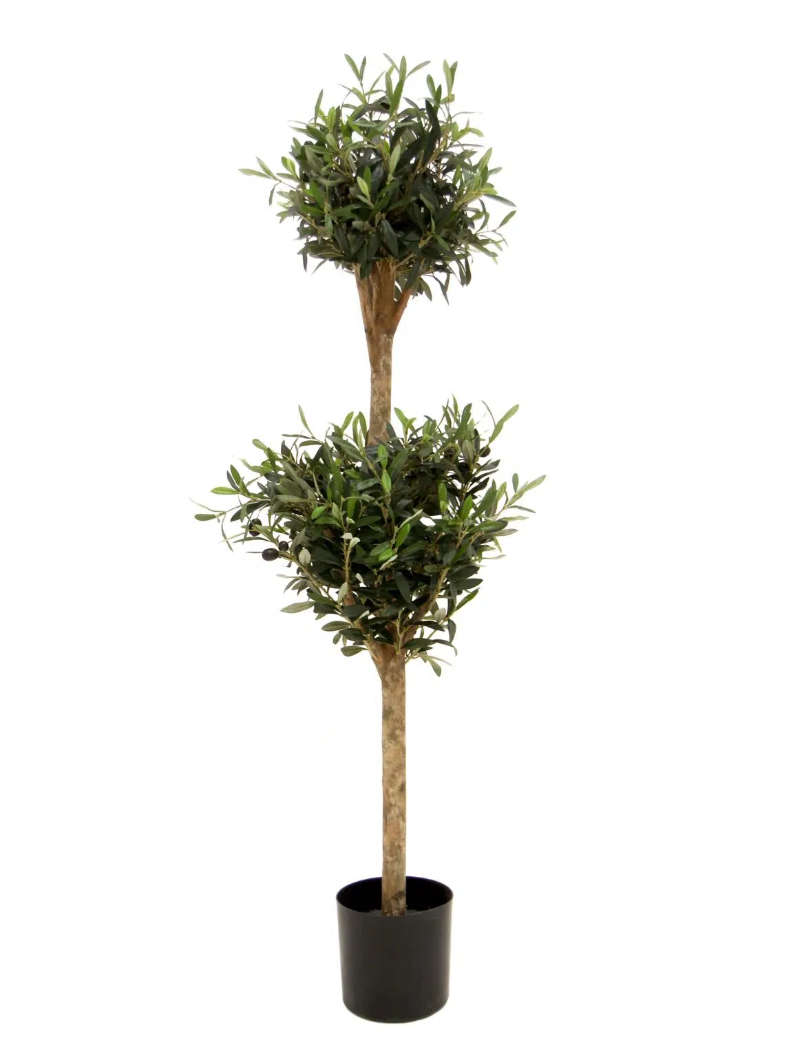 SN12057 _Olive Double Ball Tree__08219_optimised