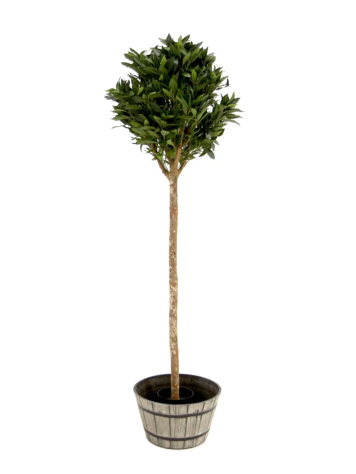 SN12064_Bay Ball Tree - 5ft__08164_optimised