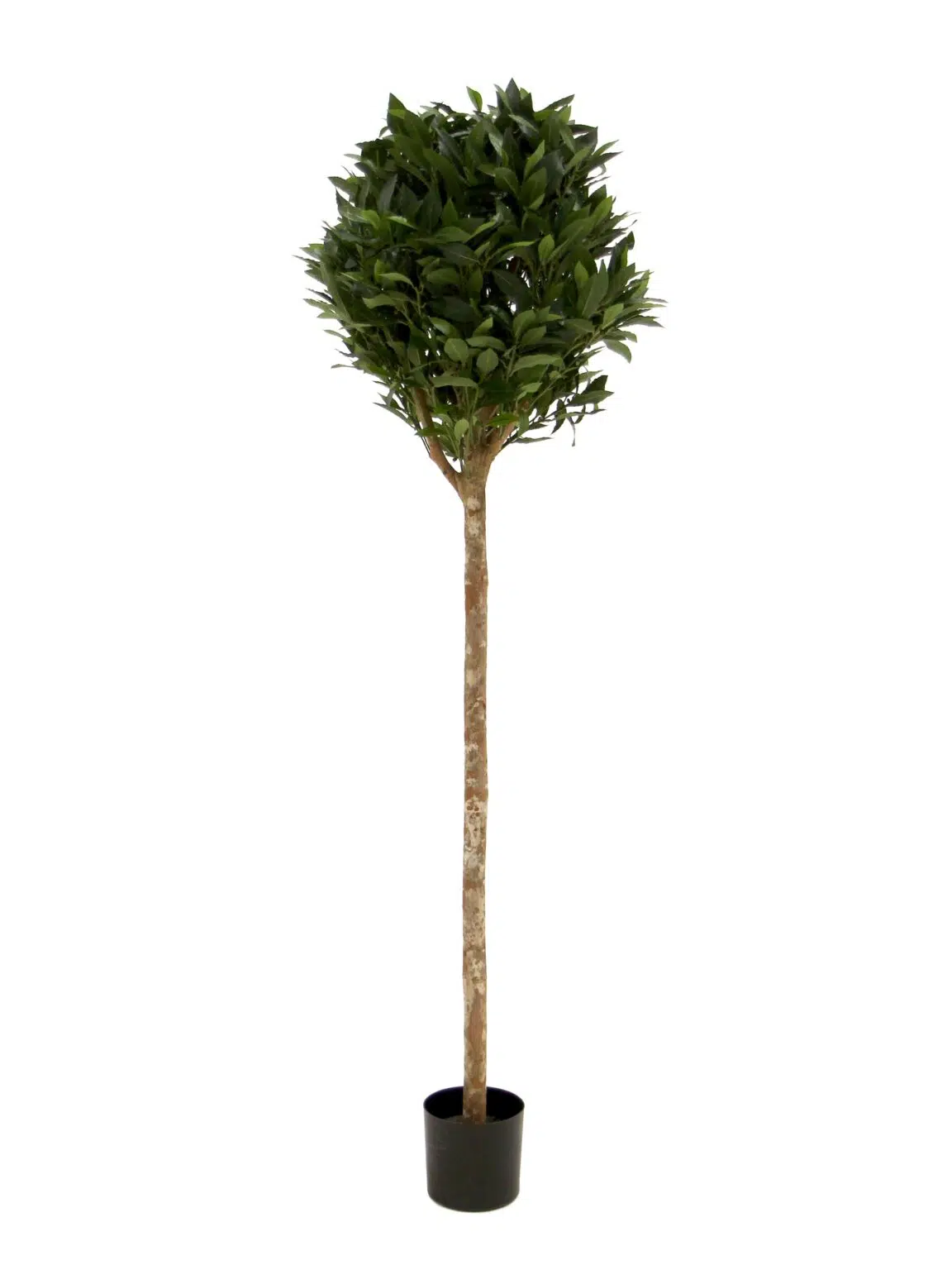 SN12064_Bay Ball Tree - 5ft__08168_optimised
