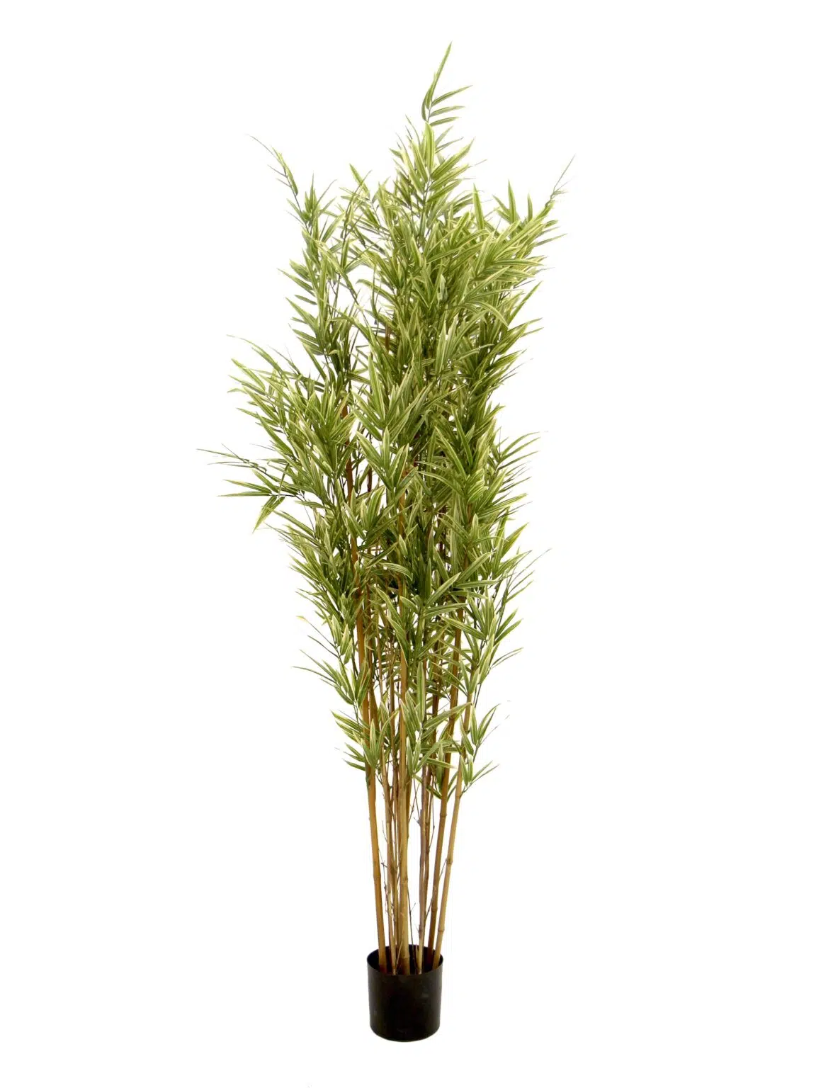 SN12065_Royal Bamboo Tree - 5ft__08204_optimised