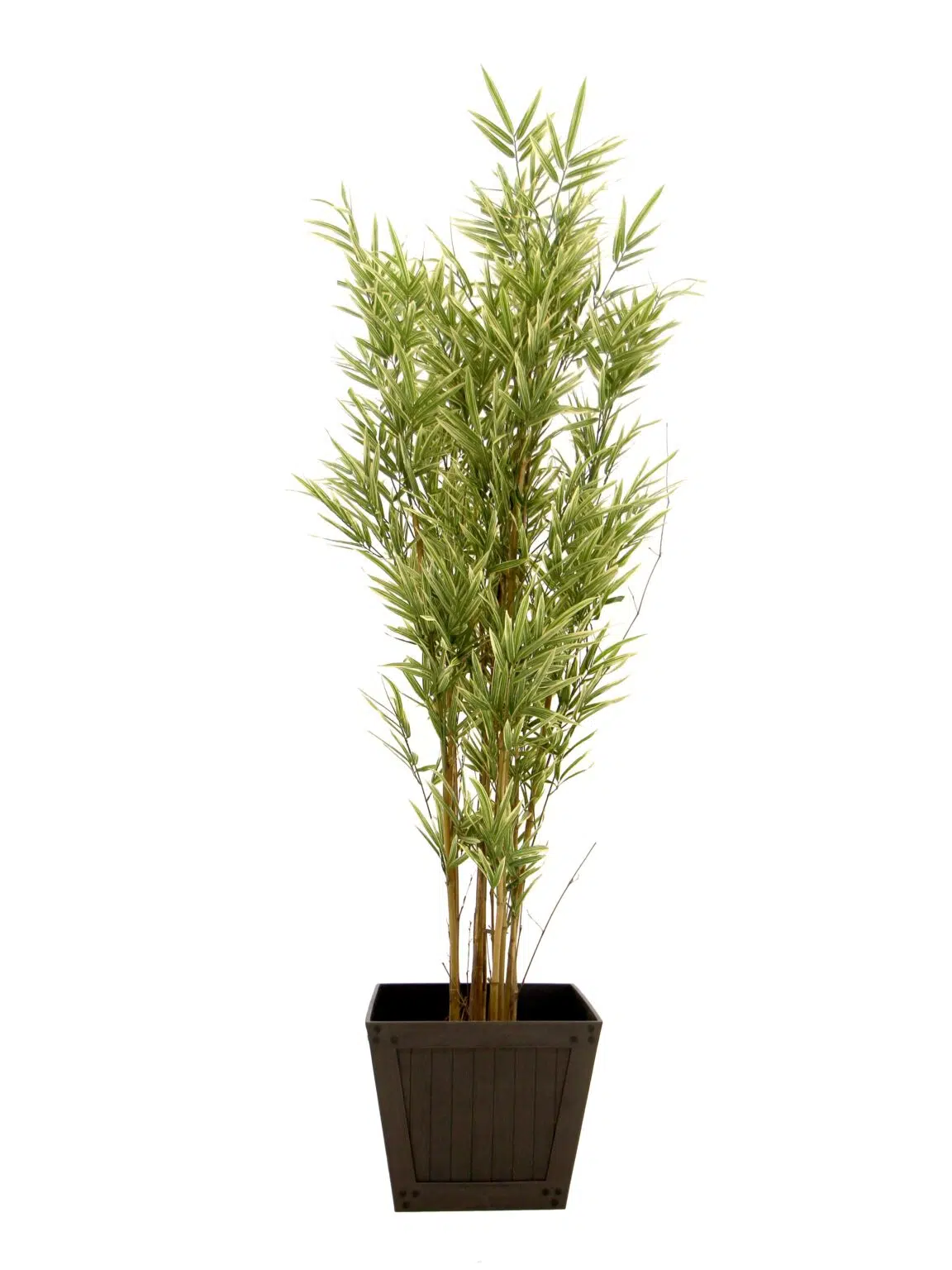 SN12065_Royal Bamboo Tree - 5ft__08207_optimised