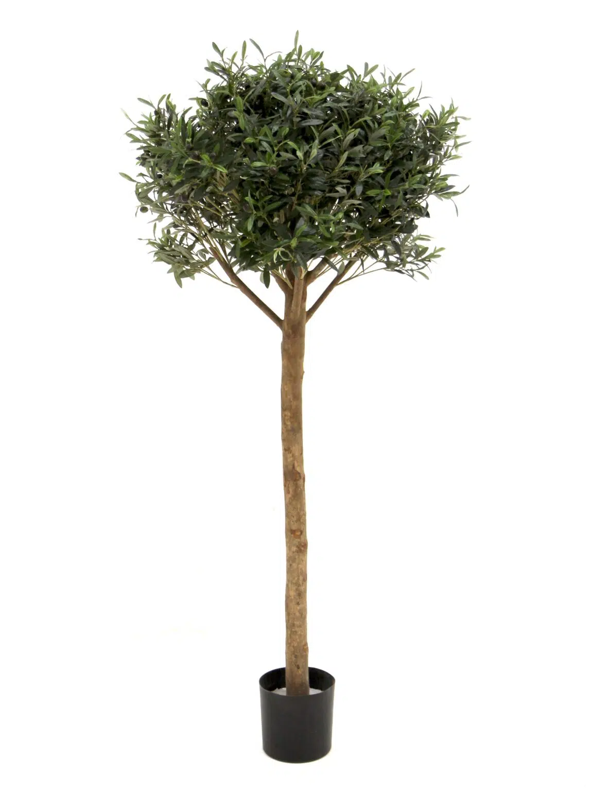 SN12073_Olive Tree - 5ft__08213_optimised