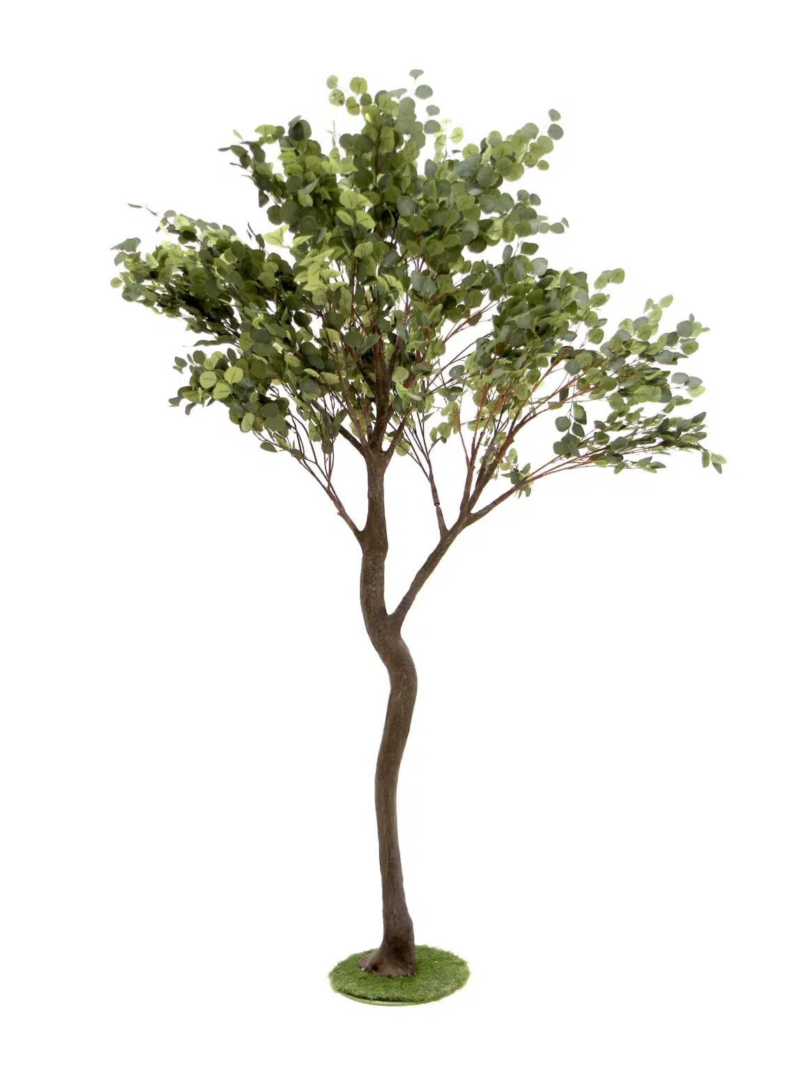 SN9320 _Y-Shaped Tree (2.7m) - Eucalyptus__07055_optimised