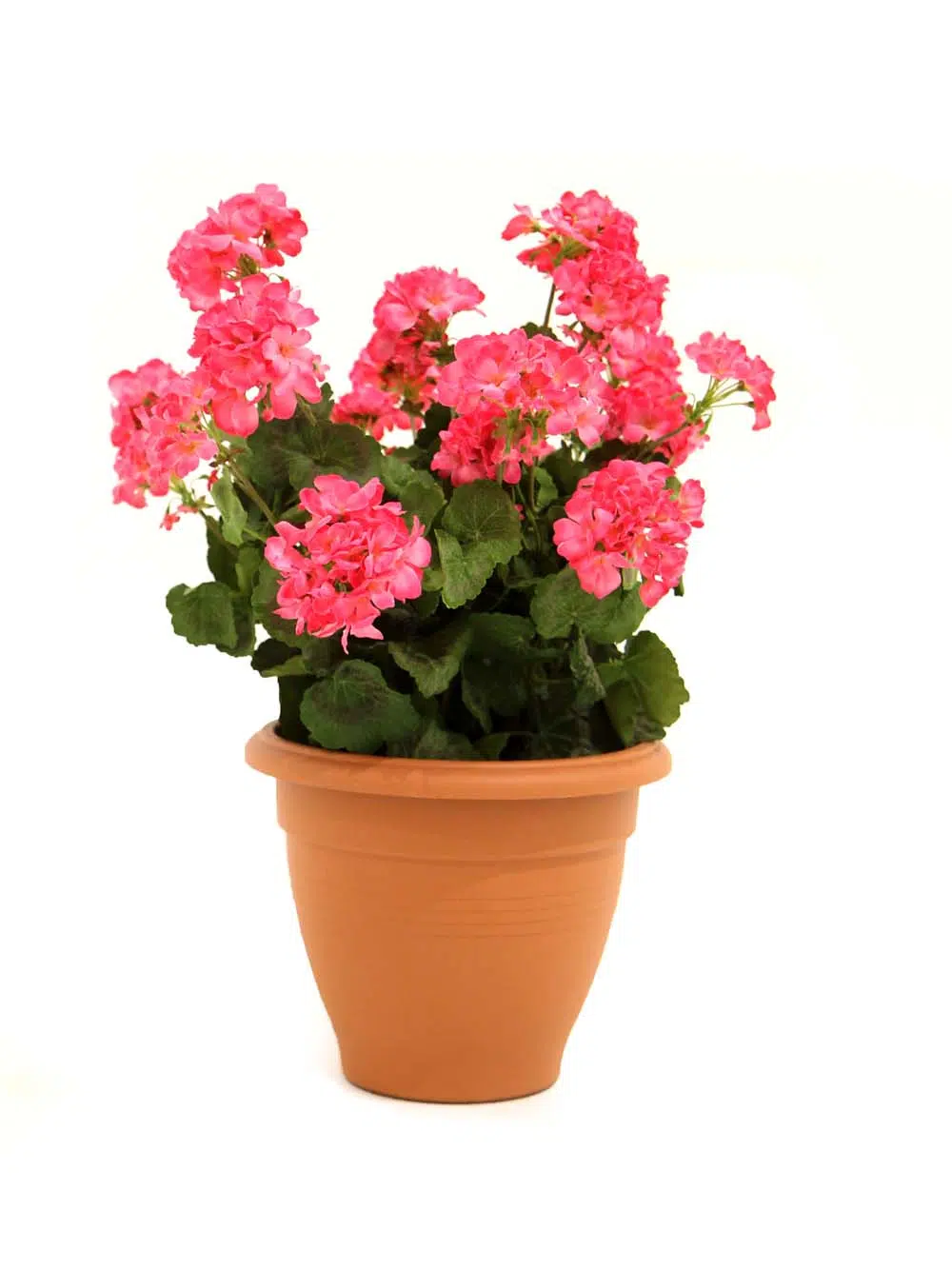 SN12119 _Pink Geranium - 64cm_event_prop_hire_EPH_Creative_197_optimised