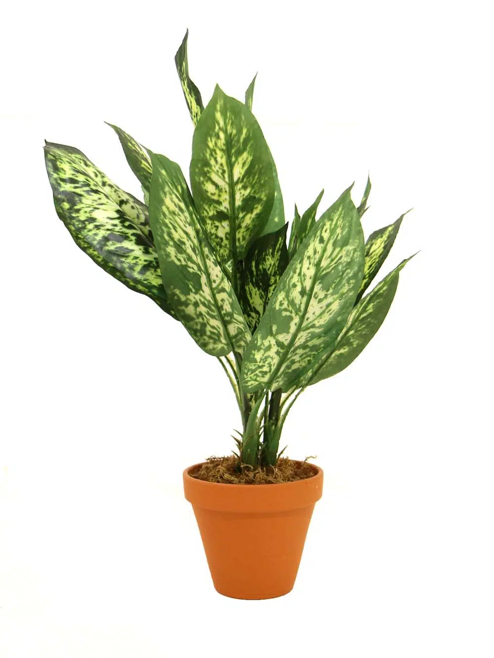 SN12179_Green_White Dieffenbachia - 52cm - Set of 4_event_prop_hire_EPH_Creative_132_optimised