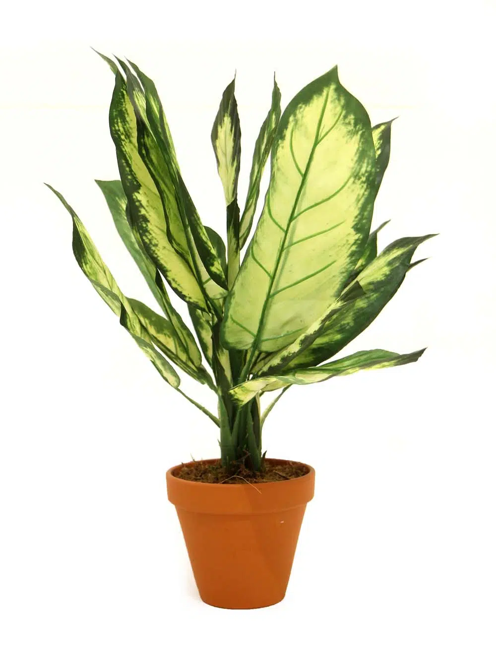 SN12179_Green_White Dieffenbachia - 52cm - Set of 4_event_prop_hire_EPH_Creative_133_optimised