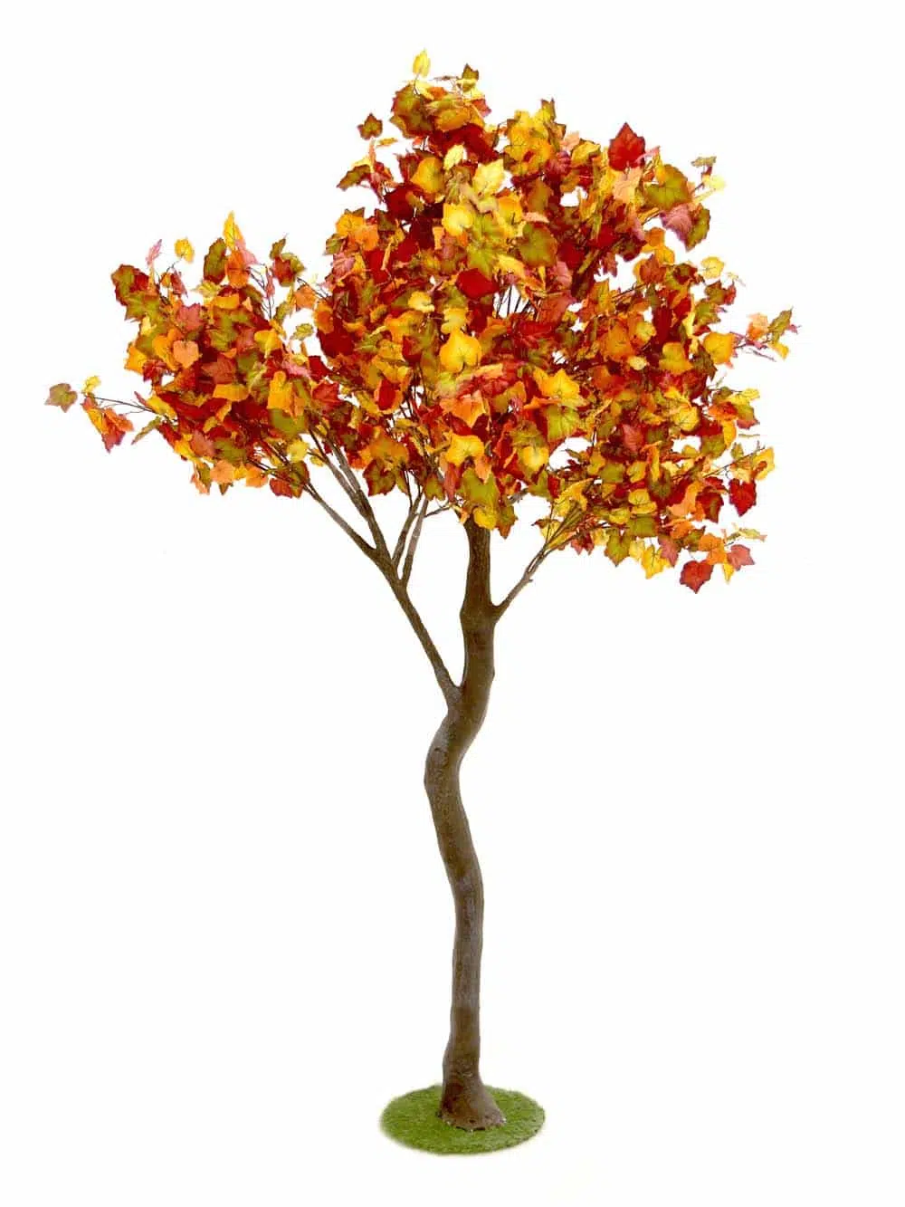 SN11316_Y-Shaped Tree (2.7m) - Autumn Foliage__06947. optimised