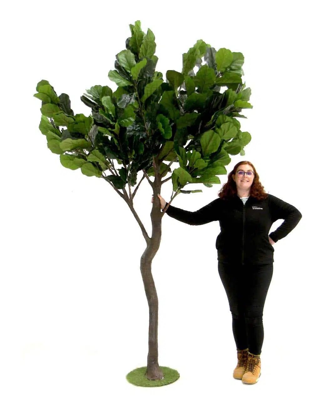 SN11322 _Y-Shaped Tree (2.7m) - Fig__06986. optimised