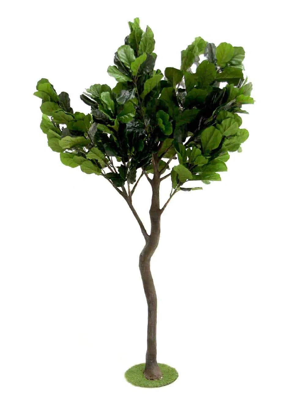 SN11322 _Y-Shaped Tree (2.7m) - Fig__06988. optimised
