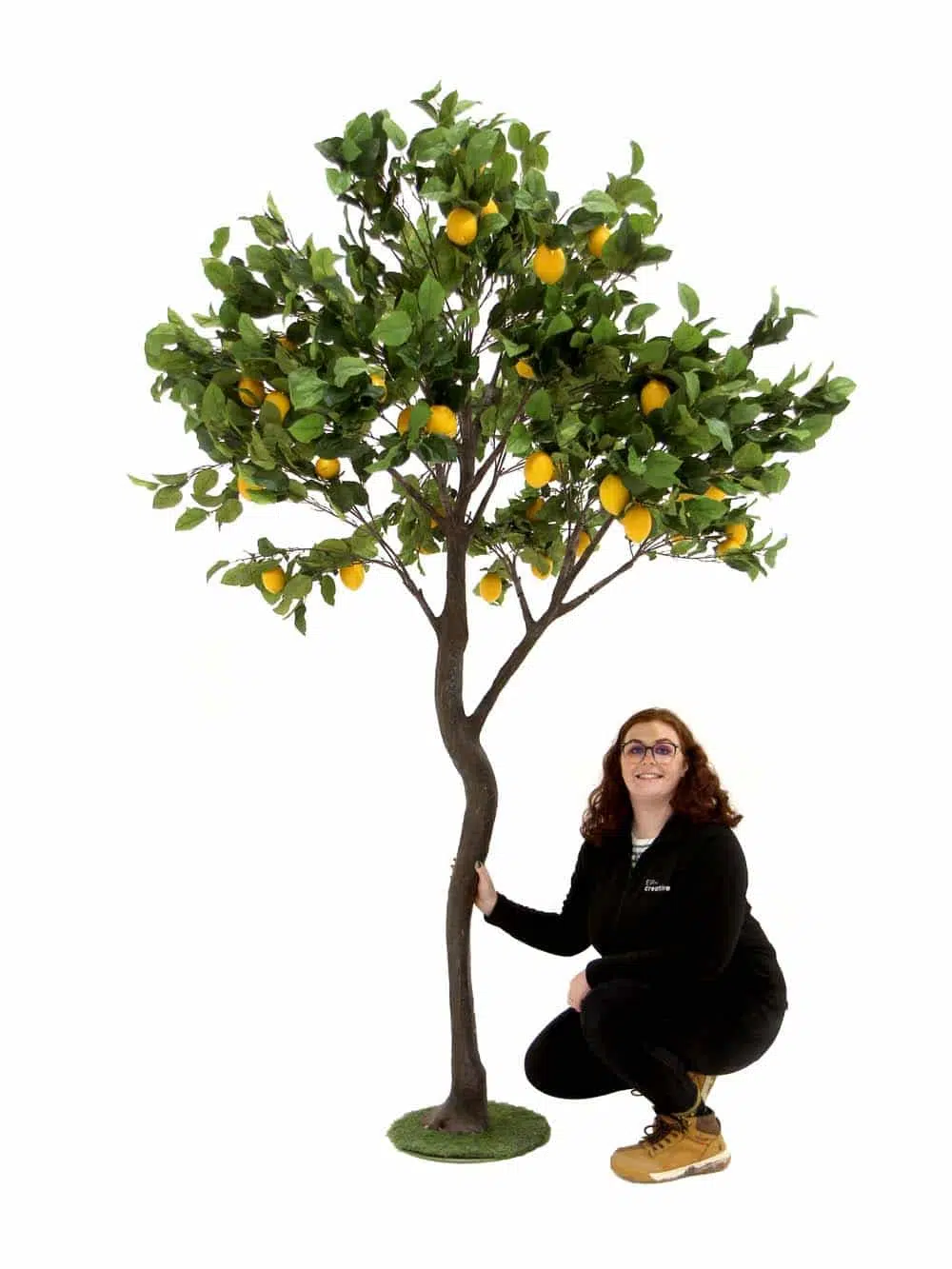 SN11856_Y-Shaped Tree (2.7m) - Lemon__07038. optimised