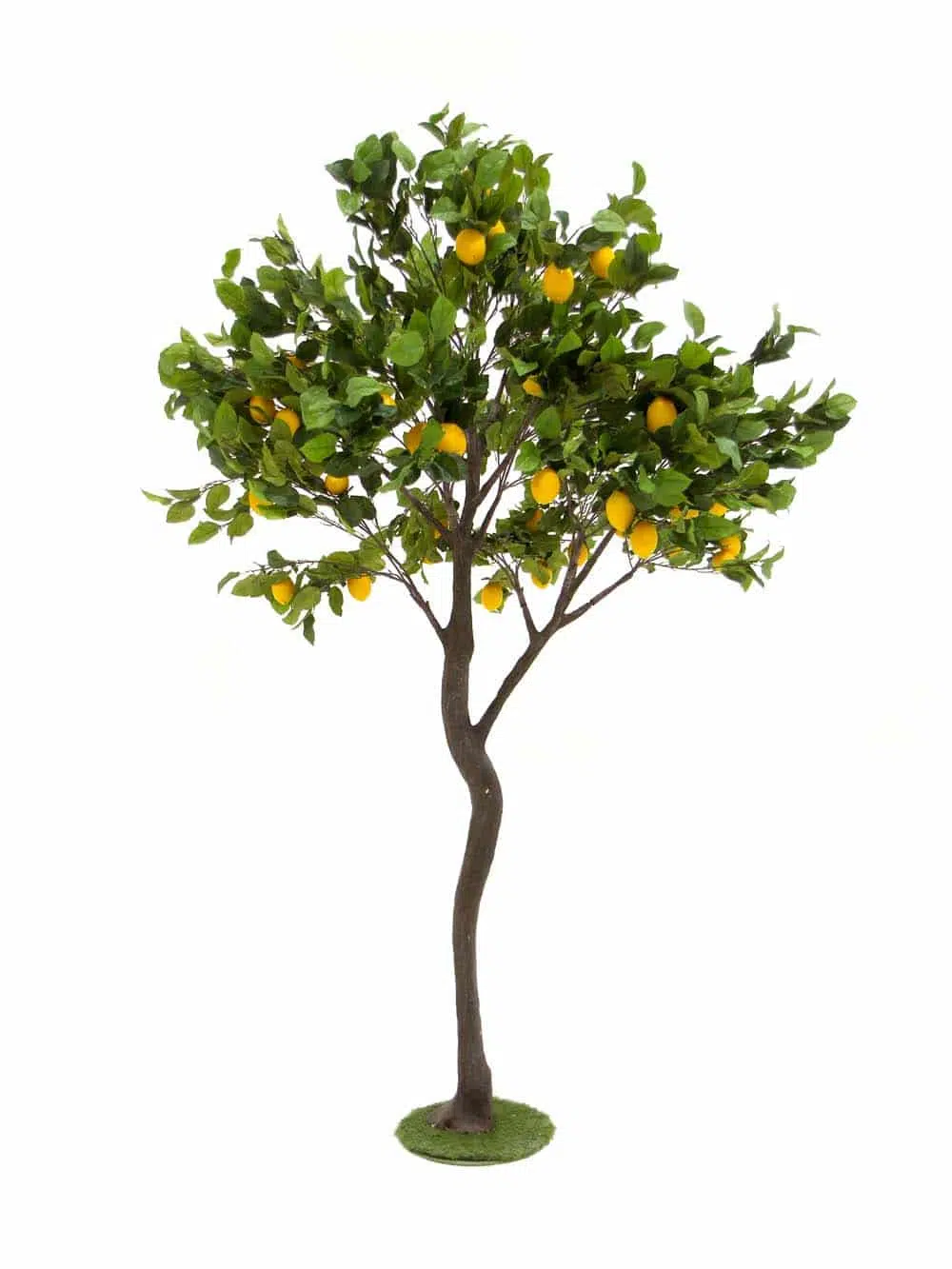 SN11856_Y-Shaped Tree (2.7m) - Lemon__07041. optimised
