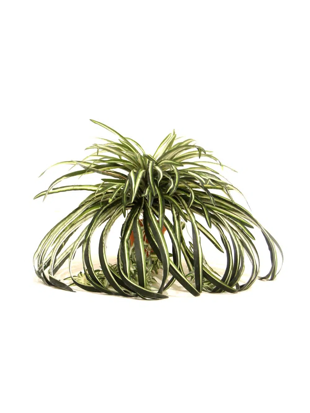 SN12110 _Spider Bush_event_prop_hire_EPH_Creative_207 copy _optimised