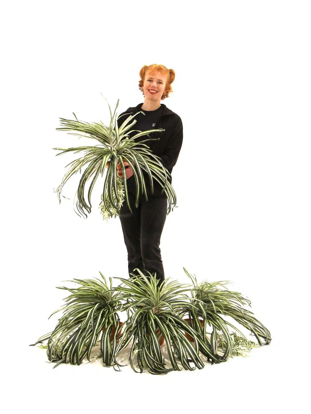 SN12110 _Spider Bush_event_prop_hire_EPH_Creative_217 copy _optimised