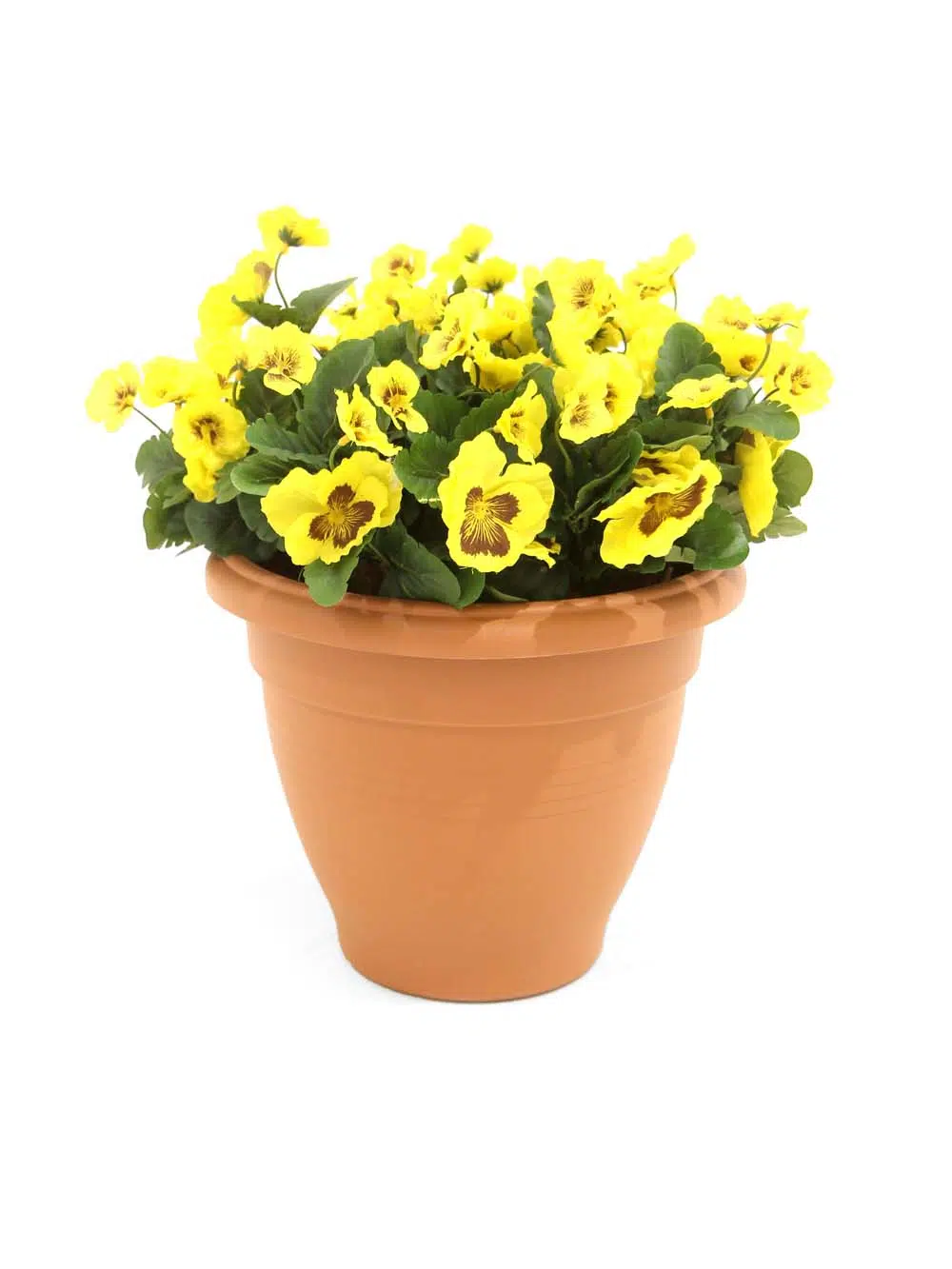 SN12115 _Yellow Pansy - 45cm_event_prop_hire_EPH_Creative_163. _optimised