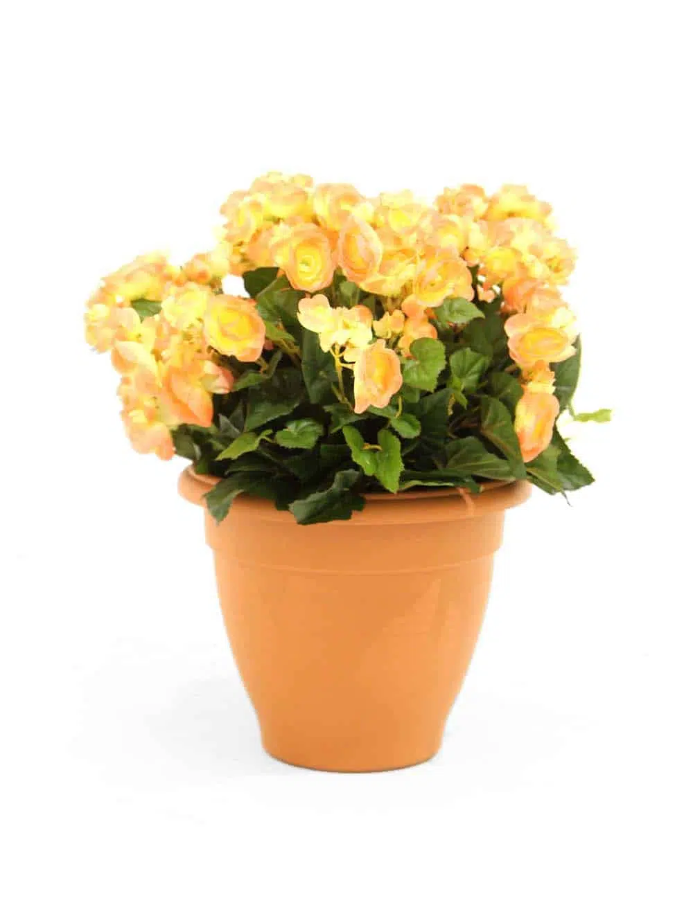 SN12117_Potted Begonia (Peach) - 45cm_event_prop_hire_EPH_Creative_187. _optimised