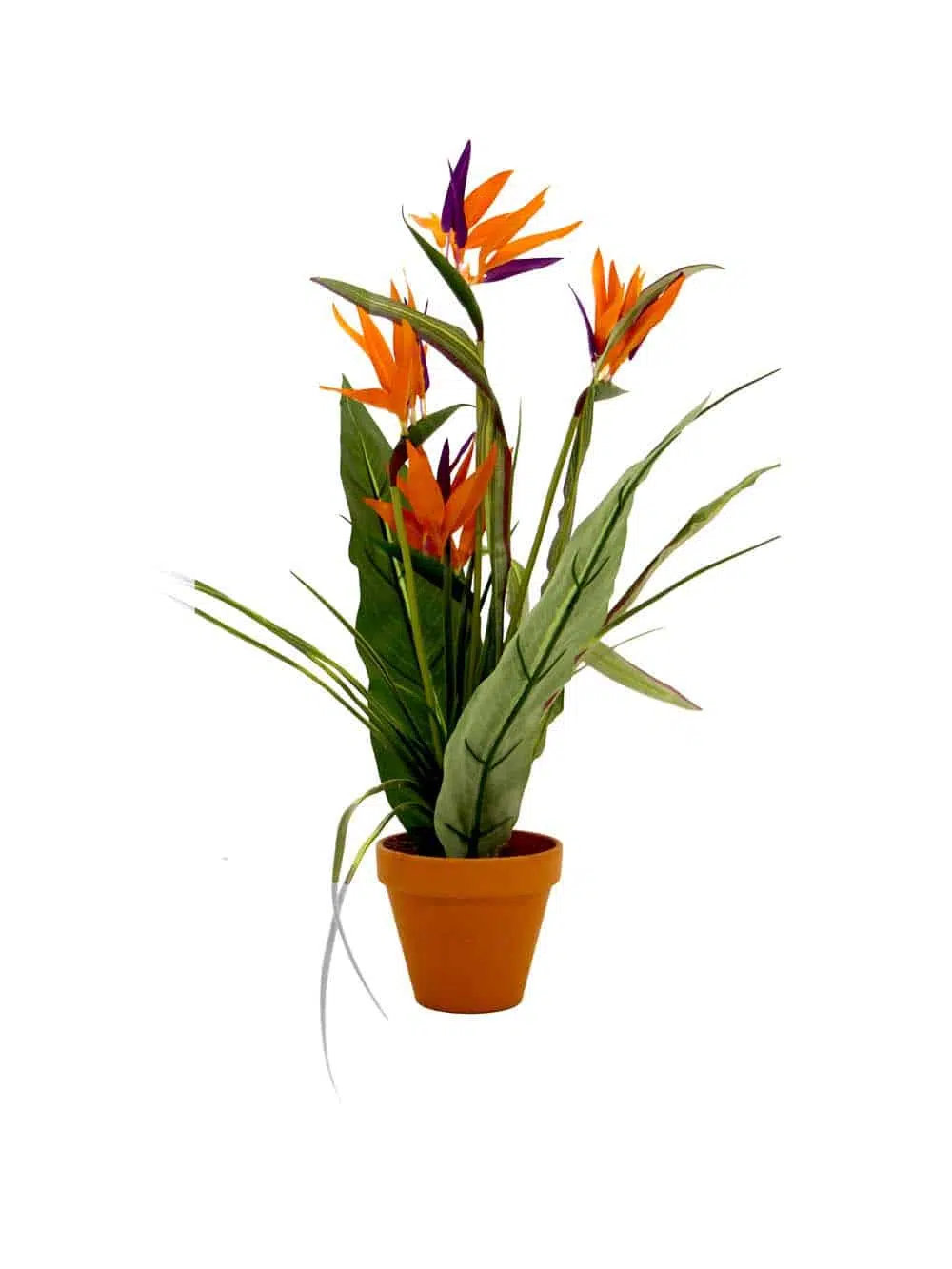 SN12173_Potted Mini Bird of Paradise Bush - Set of 4 (SN12104)_event_prop_hire_EPH_Creative_089