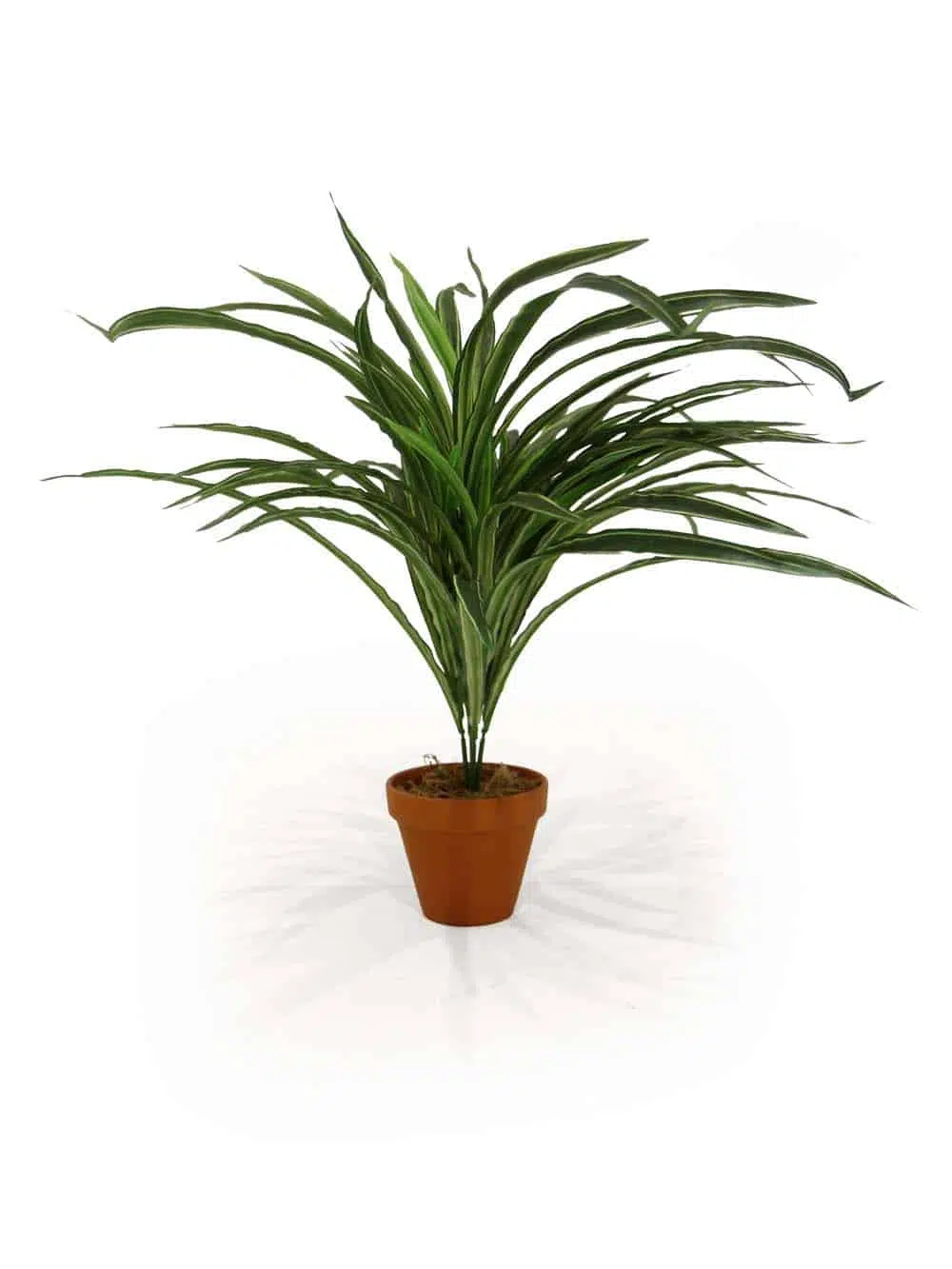 SN12184_Potted Dracaena - 60cm Mixed - Set of 4 (SN12108)_event_prop_hire_EPH_Creative_121_High Res