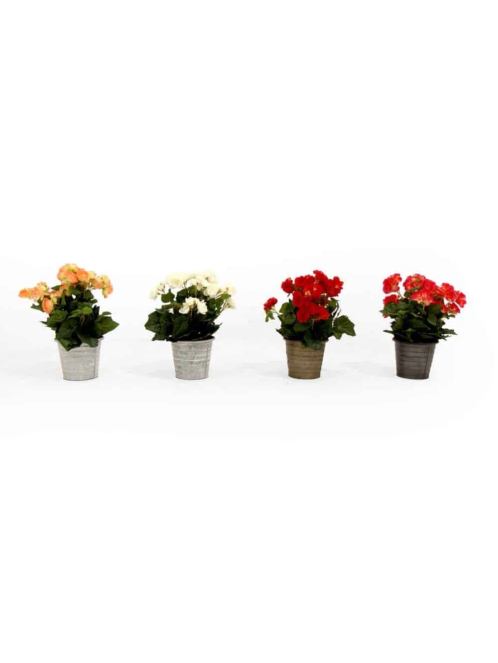 SN12233 _Begonia in Tin - Set of 4_event_prop_hire_EPH_Creative_067