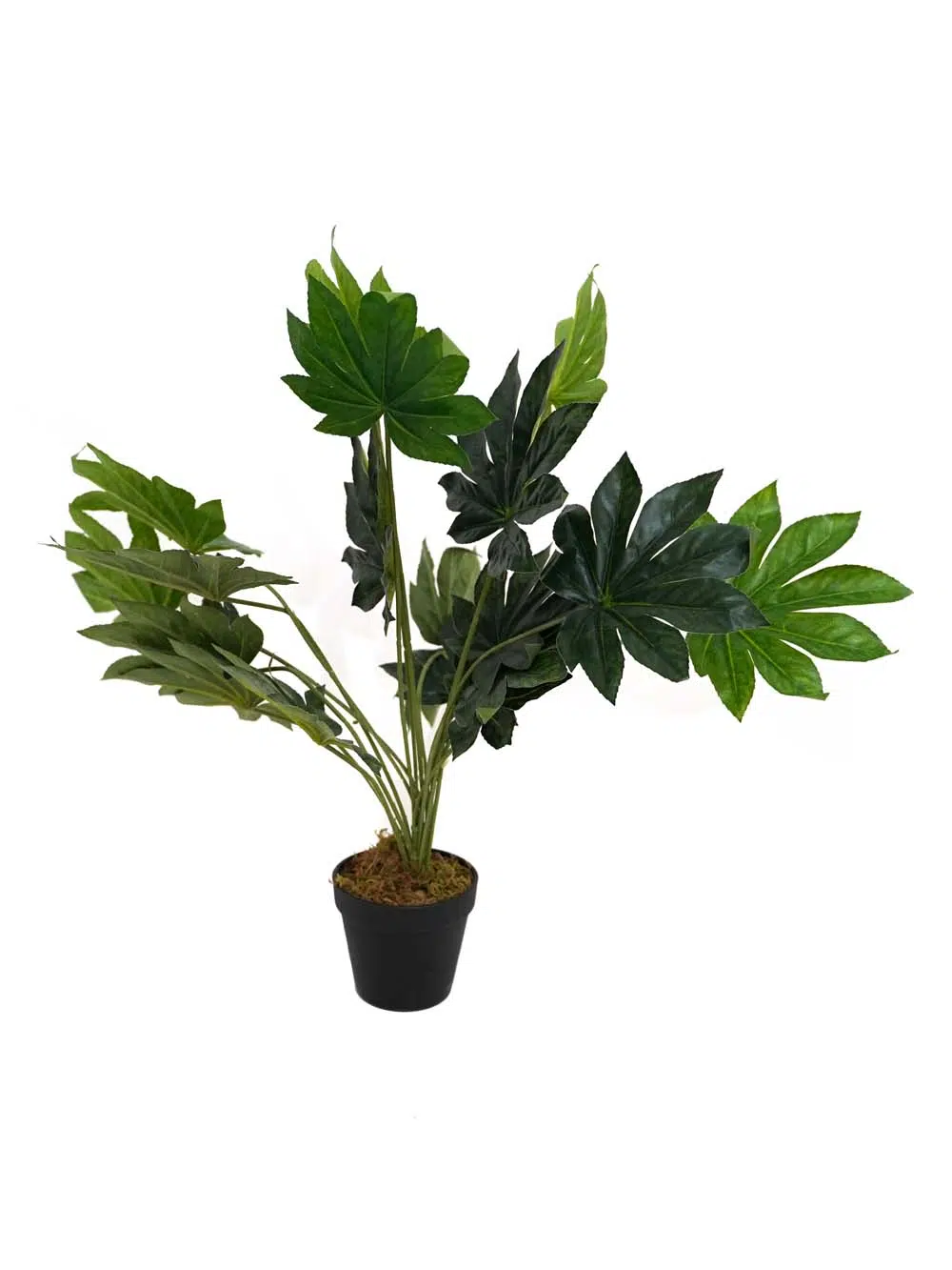 SN13242 _ Japanese Aralia Plant - 60cm_event_prop_hire_EPH_Creative_068 _optimised