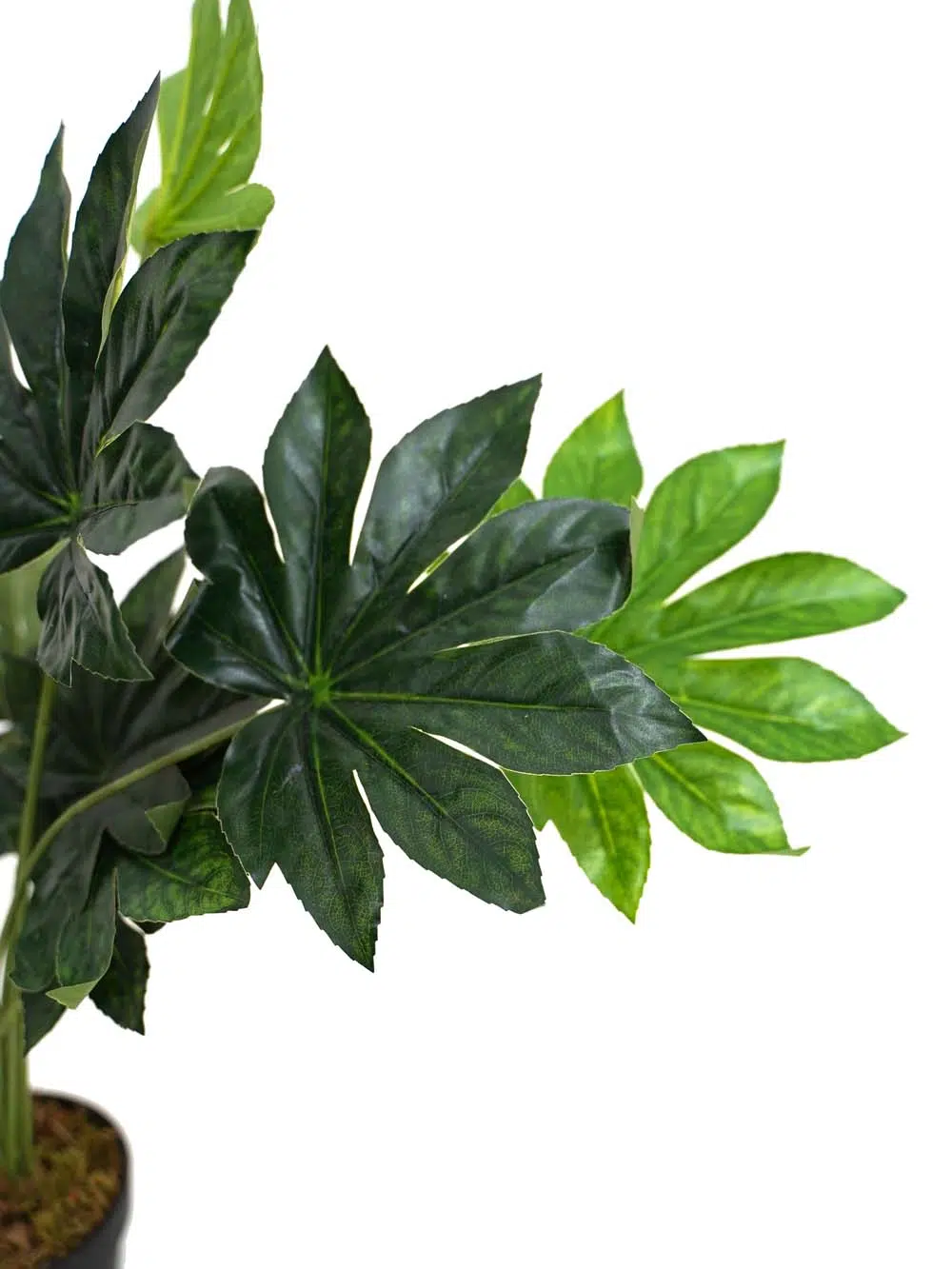 SN13242 _ Japanese Aralia Plant - 60cm_event_prop_hire_EPH_Creative_070 _optimised